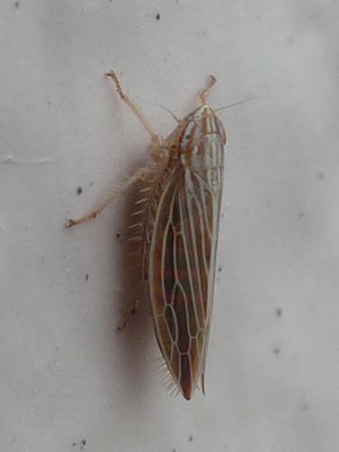 Réf. 180 751 : Mocydia crocea